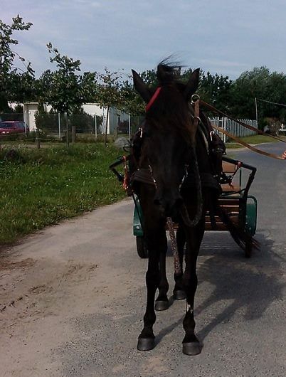 Bild